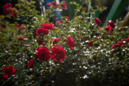 Beautiful colorful flowers in the gardenの写真素材