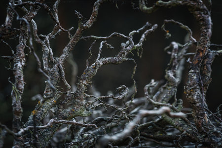 LANDSCAPE FOREST - Dry roots from a very old treeの写真素材