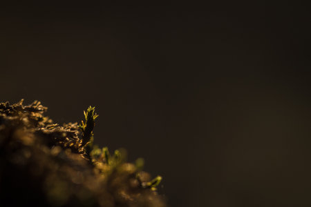 EARLY SPRING - Moss growing on dead tree trunk in the sunlight