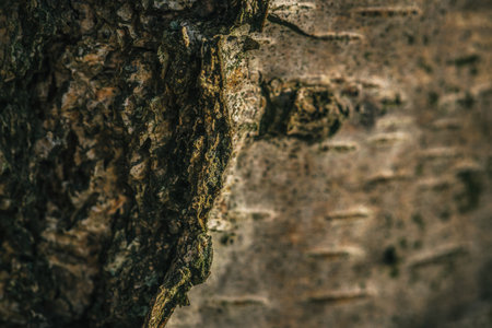 NATURE - Bark of a birch tree growing in the forest
