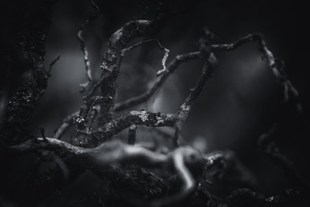 LANDSCAPE FOREST - Dry roots from a very old treeの写真素材