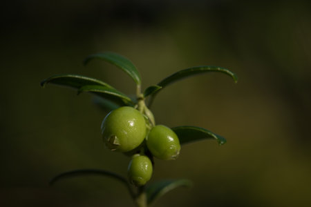 Still unripe fruit in the forestの写真素材