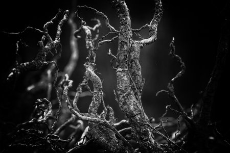 LANDSCAPE FOREST - Dry roots from a very old treeの写真素材