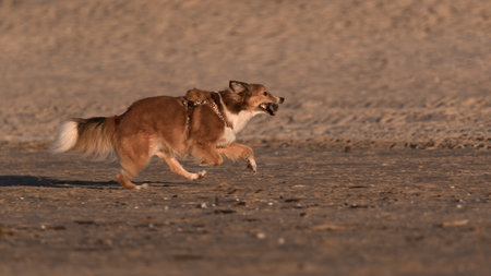 DOG - An animal runs along the sea beachの写真素材