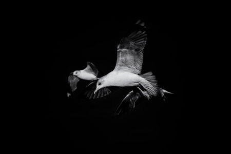 SEAGULLS - Sea birds fly against the blue sky