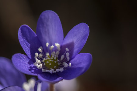 HEPATICA - Colorful spring flower in the meadowの写真素材
