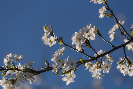 SPRING - White flowers of a flowering fruit tree