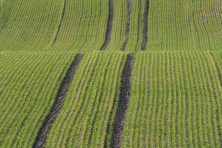 SPRINGTIME - Green field with traces of agricultural machinery wheels