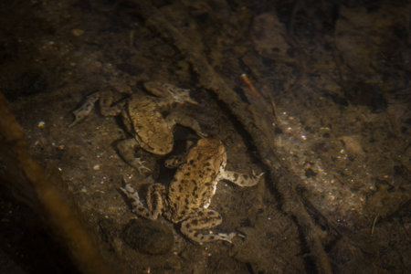TOAD - Amphibians in early spring in a forest stream