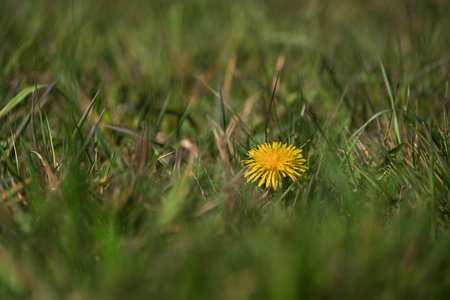 DANDELION - Beautiful yellow flower in the meadowの写真素材