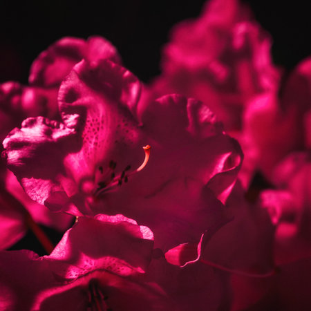 FLOWERS IN THE SUNLIGHT - A beautiful flowering tree in a city parkの写真素材