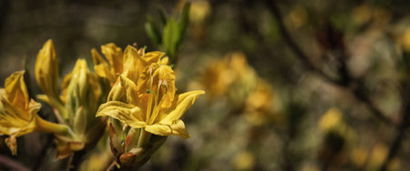 FLOWERS IN THE SUNLIGHT - A beautiful flowering tree in a city parkの写真素材