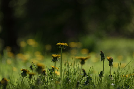 DANDELION - Beautiful yellow flower in the meadow