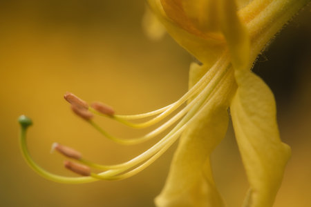 PONTIC AZALEA - A beautiful flowering in a spa garden in Polczyn Zdroj (Poland)の写真素材