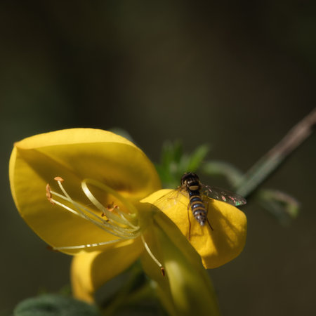 COMMON BROOM OR SCOTCH BROOM - Yellow flowers of a spring flowering plant