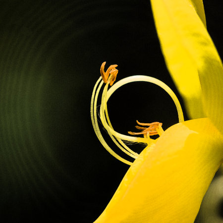 COMMON BROOM OR SCOTCH BROOM - Yellow flowers of a spring flowering plantの写真素材