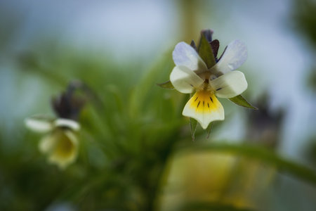 SPRING FLOWERS - A beautiful flowering in the meadowの写真素材