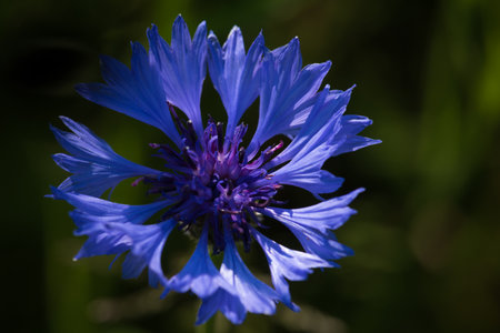 CONFLOWER - A beautiful flowering plant in a fieldの写真素材