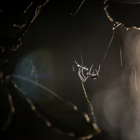 SPIDER - A hunter on a spiders webの写真素材