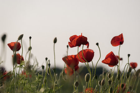 SUMMER LANDSCAPE - Blooming red poppys on a background of the field