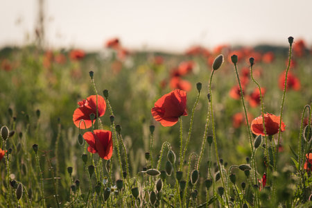 SUMMER LANDSCAPE - Blooming red poppys on a background of the fieldの写真素材
