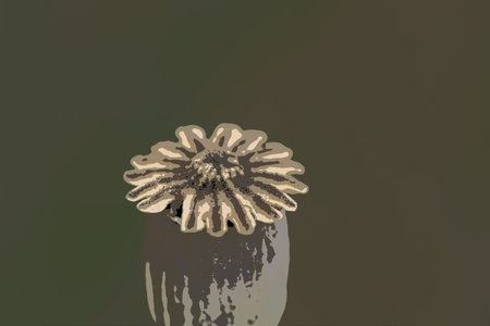 SUMMER LANDSCAPE - Poppy head on a background of the fieldの写真素材