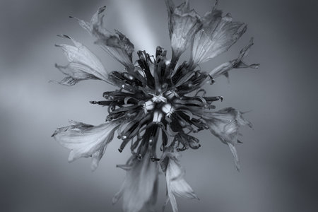 CONFLOWER - A beautiful flowering plant in a field