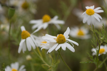 SUMMER LANDSCAPE - Blooming chamomile flowers in the fieldの写真素材