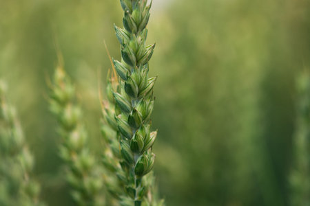 AGRICULTURE - Wheat on the farm fieldの写真素材
