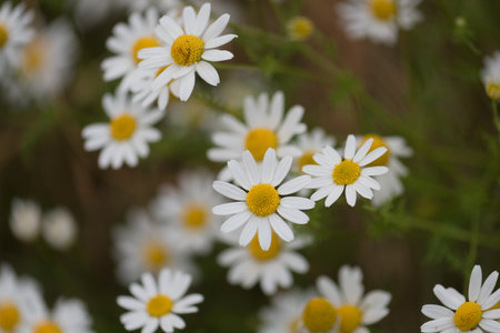 SUMMER LANDSCAPE - Blooming chamomile flowers in the fieldの写真素材