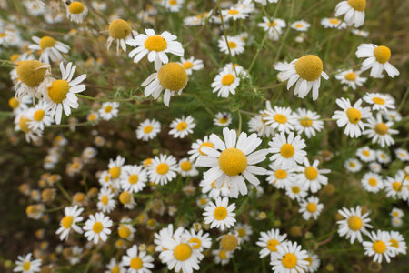 SUMMER LANDSCAPE - Blooming chamomile flowers in the fieldの写真素材