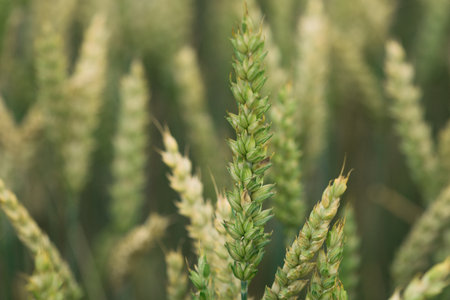 AGRICULTURE - Wheat on the farm fieldの写真素材