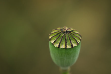 SUMMER LANDSCAPE - Poppy head on a background of the fieldの写真素材