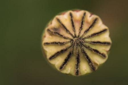 SUMMER LANDSCAPE - Poppy head on a background of the fieldの写真素材