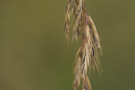 GRASS - A spike of wild plant in a fieldの写真素材