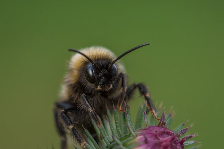 BUMBLEBEE - An hairy insect on a wild plant in its natural environmentの写真素材