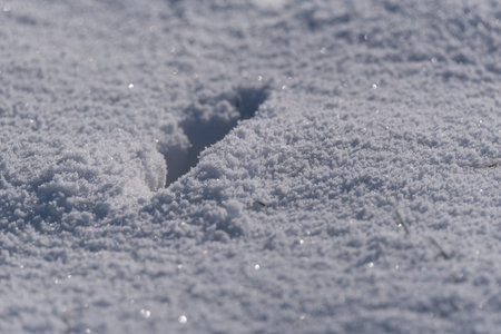 WHITE WINTER - Traces in the snow on a frosty and sunny dayの写真素材