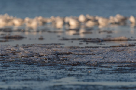 WINTER ON THE SEA COAST - Seagulls and ice on the shorelineの写真素材