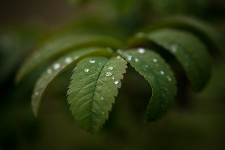 RAIN DROPS - Tree leaves wet after rain
