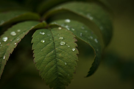 Tree leaves wet after rain
