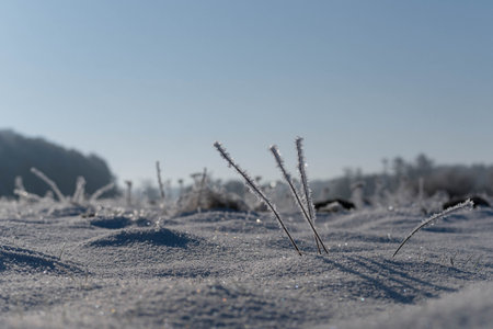 White hoarfrost on the plants and snow on the wild meadow