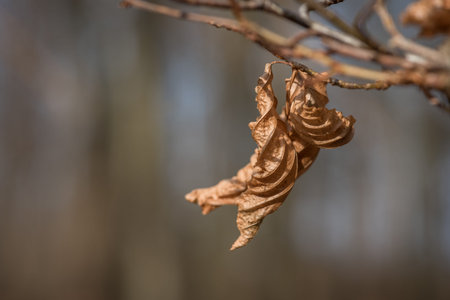 LANDSCAPES OF NATURE - Dry tree leaves in the sun rays