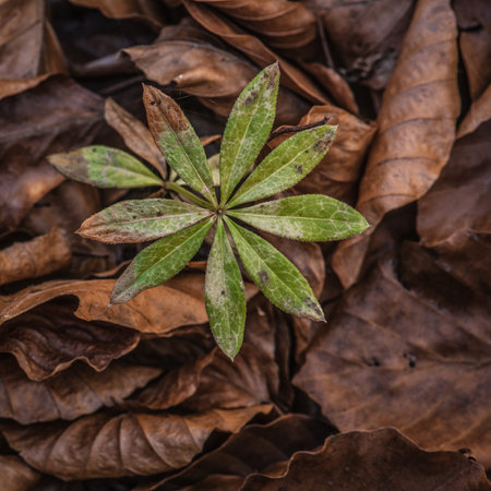 LANDSCAPES OF NATURE - A small green plant against a background of dry brown leaves
