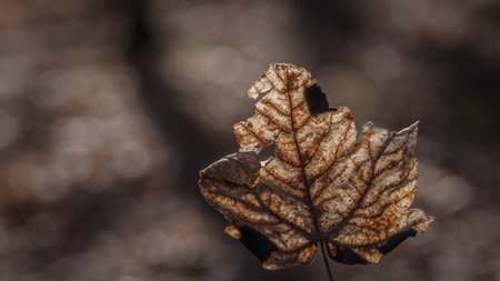 LANDSCAPES OF NATURE - A dry and brown leaf in the sunlight