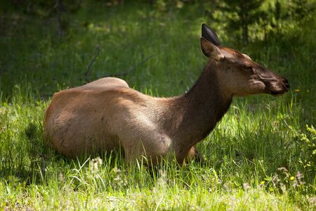 A Resting Deer in Yellowstone National Forrestの写真素材