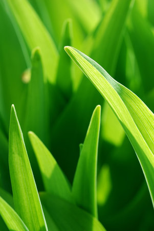 Green nature background