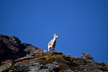 Sichuan Blue Sheep standing on a rock with blue background in Daocheng Yading Nature Reserve, Sichuan, China.の写真素材