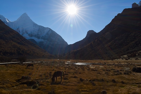 Mountain horses under the sun on autumnly colored grassland under the sacred mountain Jambeyang (5,958m) with blue sky background in Daocheng Yading Nature Reserve, Sichuan, China.の写真素材