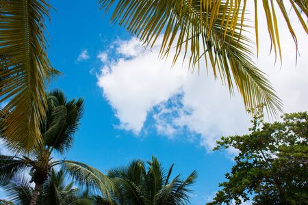 View up to the sky under the green palm treeの写真素材