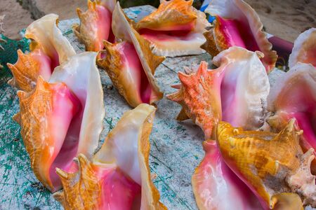 Beautiful colorful colorful seashells lying on the blackboardの写真素材